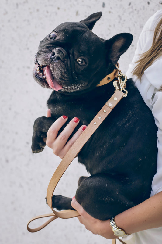 Hands-Free Leash